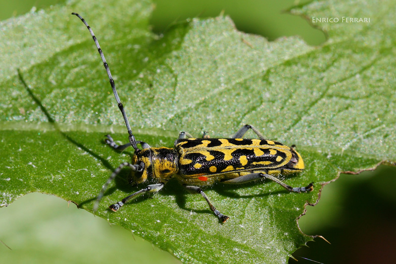 Saperda scalaris